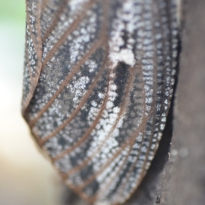 Endoxyla encalypti at Wamboin, NSW - 14 Dec 2018