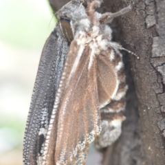 Endoxyla encalypti at Wamboin, NSW - 14 Dec 2018