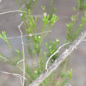 Coleonema pulchellum at Wamboin, NSW - 14 Dec 2018