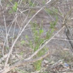 Coleonema pulchellum at Wamboin, NSW - 14 Dec 2018