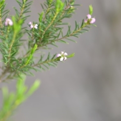 Coleonema pulchellum at Wamboin, NSW - 14 Dec 2018