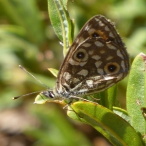 Oreixenica orichora at Cotter River, ACT - 23 Feb 2019