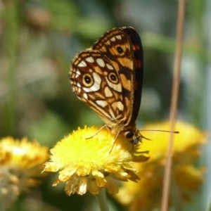 Oreixenica lathoniella at Cotter River, ACT - 23 Feb 2019