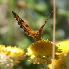 Oreixenica lathoniella at Cotter River, ACT - 23 Feb 2019