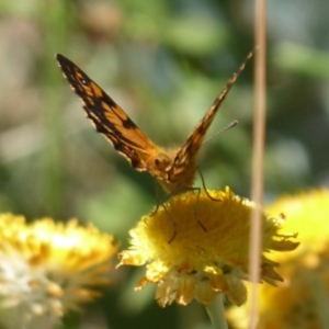 Oreixenica lathoniella at Cotter River, ACT - 23 Feb 2019 10:50 AM