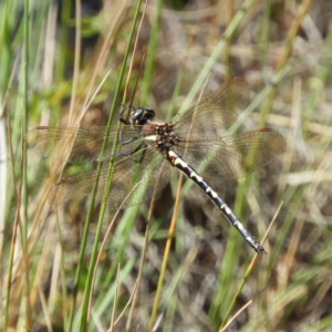 Synthemis eustalacta at Paddys River, ACT - 24 Feb 2019