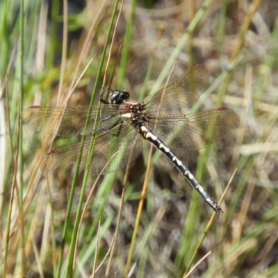 Synthemis eustalacta (Swamp Tigertail) at Paddys River, ACT - 24 Feb 2019 by MatthewFrawley