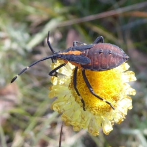 Amorbus sp. (genus) at Cotter River, ACT - 23 Feb 2019