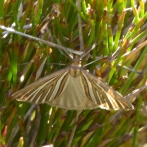 Amelora oritropha at Cotter River, ACT - 23 Feb 2019