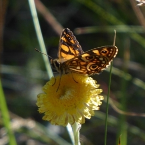 Oreixenica lathoniella at Cotter River, ACT - 23 Feb 2019