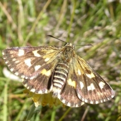 Hesperilla munionga (Alpine Sedge-Skipper) at Cotter River, ACT - 23 Feb 2019 by Christine