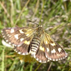 Hesperilla munionga at Cotter River, ACT - 23 Feb 2019 03:20 PM