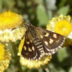 Hesperilla munionga at Cotter River, ACT - 23 Feb 2019 03:20 PM