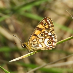 Oreixenica lathoniella (Silver Xenica) at Cotter River, ACT - 24 Feb 2019 by MatthewFrawley