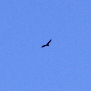 Aquila audax at Amaroo, ACT - 24 Feb 2019 05:06 PM