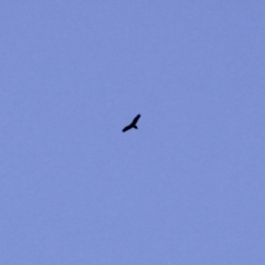 Aquila audax at Amaroo, ACT - 24 Feb 2019 05:06 PM