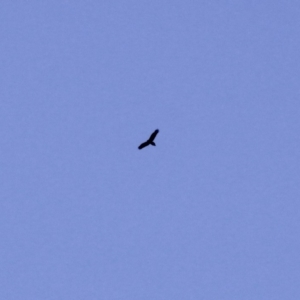 Aquila audax at Amaroo, ACT - 24 Feb 2019 05:06 PM