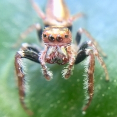 Opisthoncus grassator (Jumping spider) at Curtin, ACT - 13 Sep 2018 by Embee