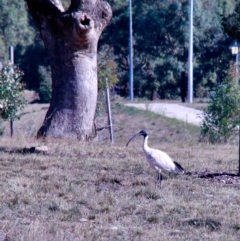 Threskiornis molucca (Australian White Ibis) at Amaroo, ACT - 24 Feb 2019 by davobj