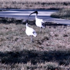 Threskiornis molucca at Amaroo, ACT - 24 Feb 2019