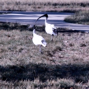 Threskiornis molucca at Amaroo, ACT - 24 Feb 2019