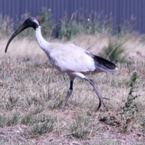 Threskiornis molucca at Amaroo, ACT - 24 Feb 2019