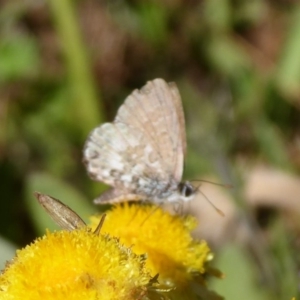 Neolucia hobartensis at Cotter River, ACT - 23 Feb 2019 03:20 PM