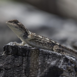 Amphibolurus muricatus at Rendezvous Creek, ACT - 4 Feb 2019 12:00 AM