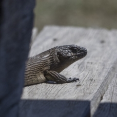 Egernia cunninghami (Cunningham's Skink) at Rendezvous Creek, ACT - 4 Feb 2019 by dannymccreadie