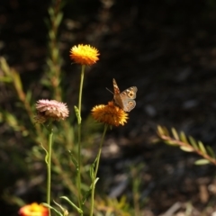 Junonia villida (Meadow Argus) at Acton, ACT - 22 Feb 2019 by redsnow