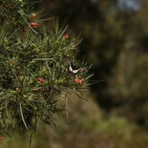 Papilio anactus at Acton, ACT - 22 Feb 2019 02:25 PM