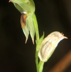 Pterostylis tunstallii (Granite Greenhood) at Bendalong, NSW - 20 Jul 2007 by AlanS