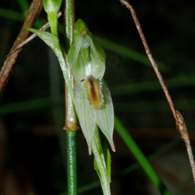 Pterostylis tunstallii (Granite Greenhood) at Jerrawangala, NSW - 21 May 2015 by AlanS