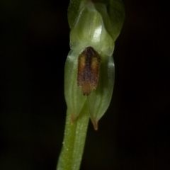 Pterostylis tunstallii (Granite Greenhood) at Termeil, NSW - 7 Jul 2009 by AlanS