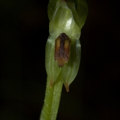 Pterostylis tunstallii (Granite Greenhood) at Termeil, NSW - 7 Jul 2009 by AlanS