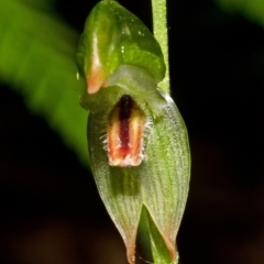 Pterostylis tunstallii (Granite Greenhood) at Red Rocks, NSW - 26 Apr 2012 by AlanS