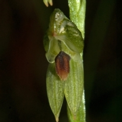 Pterostylis tunstallii (Granite Greenhood) at Jerrawangala, NSW - 26 Jun 2010 by AlanS