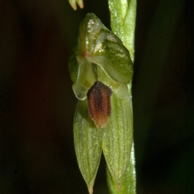 Pterostylis tunstallii (Granite Greenhood) at Jerrawangala, NSW - 26 Jun 2010 by AlanS