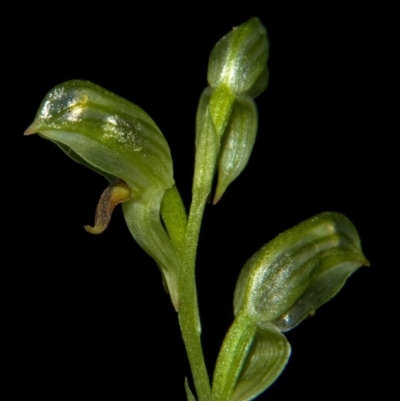 Pterostylis tunstallii (Granite Greenhood) at Tomerong, NSW - 12 Jul 2009 by AlanS