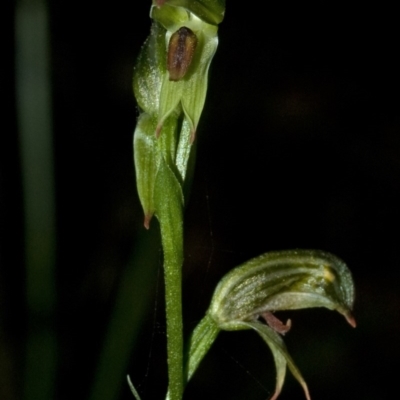 Pterostylis tunstallii (Granite Greenhood) at Jerrawangala, NSW - 6 Jul 2009 by AlanS