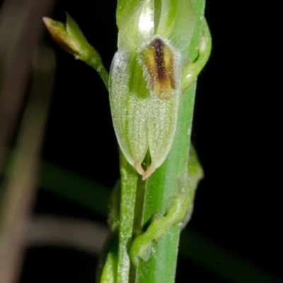 Pterostylis tunstallii (Granite Greenhood) at Jerrawangala, NSW - 27 Jun 2013 by AlanS
