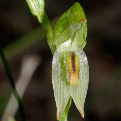 Pterostylis tunstallii (Granite Greenhood) at Jerrawangala, NSW - 22 May 2015 by AlanS