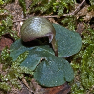 Corybas aconitiflorus (Spurred Helmet Orchid) at Bomaderry, NSW - 21 May 2010 by AlanS