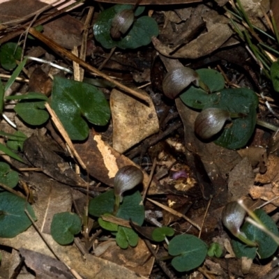 Corybas aconitiflorus (Spurred Helmet Orchid) at Comberton, NSW - 14 Jun 2009 by AlanS