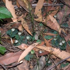 Corybas aconitiflorus (Spurred Helmet Orchid) at Budgong, NSW - 16 Jun 2016 by AlanS