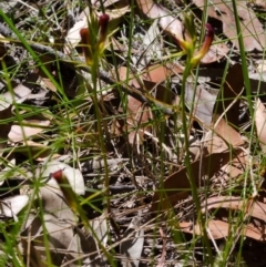 Cryptostylis hunteriana (Leafless Tongue Orchid) at Vincentia, NSW - 11 Dec 2014 by AlanS