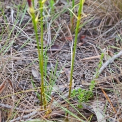 Cryptostylis hunteriana (Leafless Tongue Orchid) at Vincentia, NSW - 6 Dec 2014 by AlanS