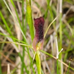 Cryptostylis hunteriana (Leafless Tongue Orchid) at Vincentia, NSW - 13 Dec 2015 by AlanS