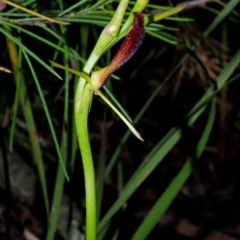 Cryptostylis hunteriana (Leafless Tongue Orchid) at Tomerong, NSW - 1 Dec 2014 by AlanS