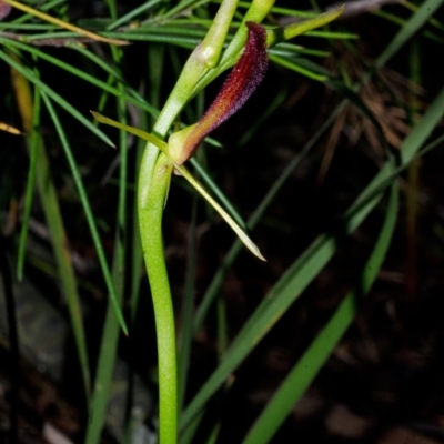 Cryptostylis hunteriana (Leafless Tongue Orchid) at Tomerong, NSW - 2 Dec 2014 by AlanS